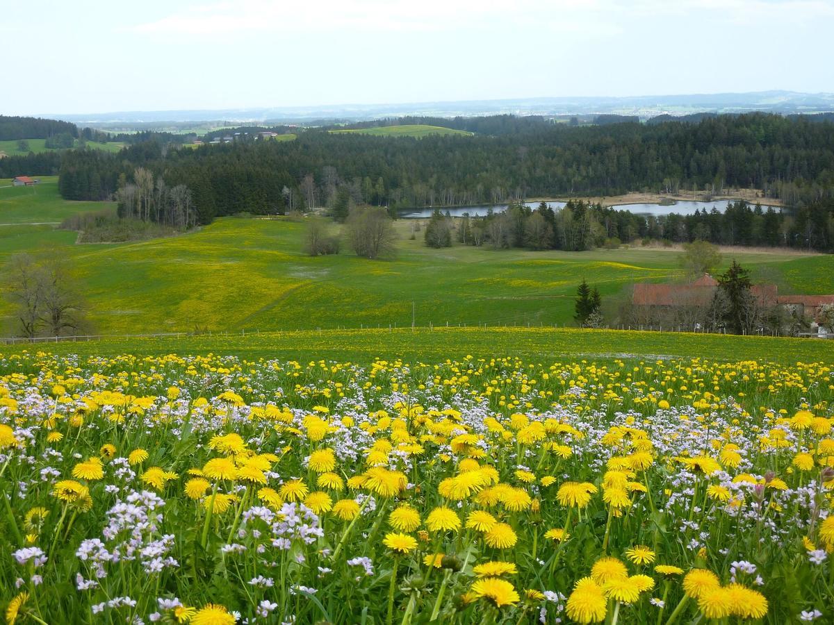 Pension Mittelallgaeu Betzigau Екстер'єр фото